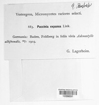 Puccinia expansa image